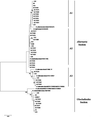 Phylogeny and mycotoxin profiles of pathogenic Alternaria and Curvularia species isolated from date palm in southern Tunisia